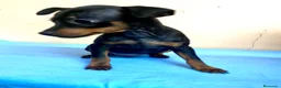 Pinscher Miniatura perros en venta: Pinscher miniatura - Anuncio 4