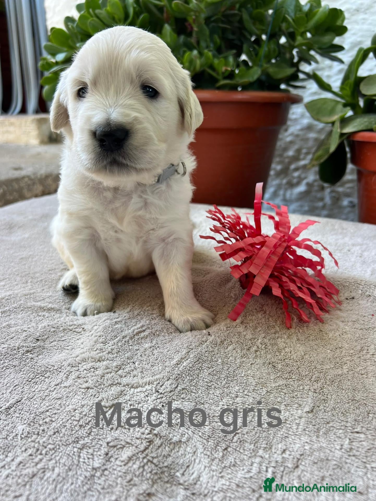 Golden Retriever perros Golden Retriever - Anuncio 1