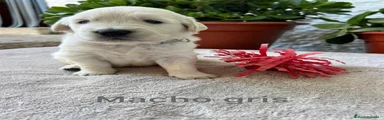 Golden Retriever 6