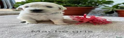 Golden Retriever perros en venta: Golden Retriever - Anuncio 1