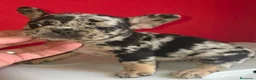 Bulldog Francés perros en venta: Bulldog calidad  - Anuncio 2