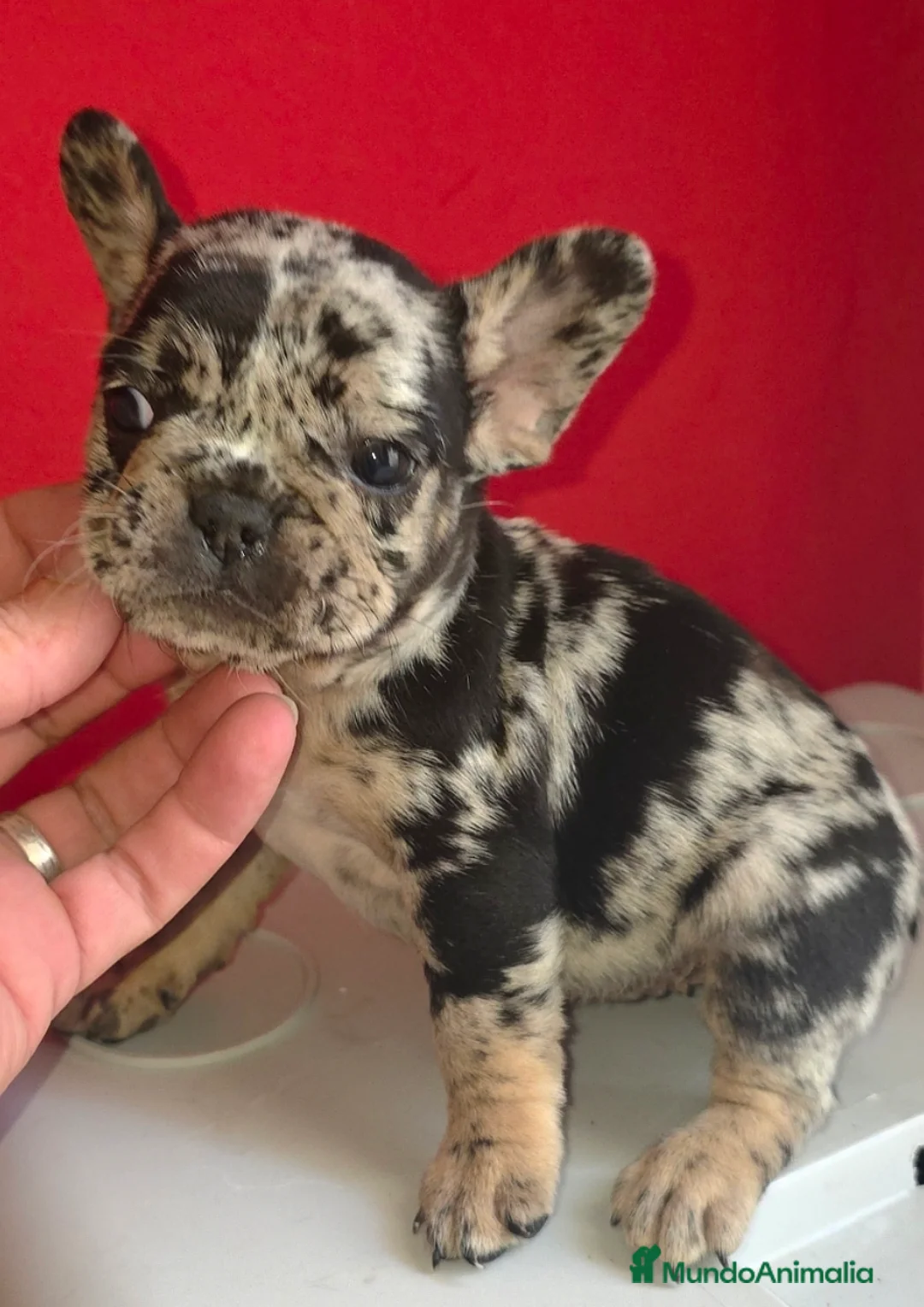 Bulldog Francés perros en venta: Bulldog calidad  - Anuncio 2