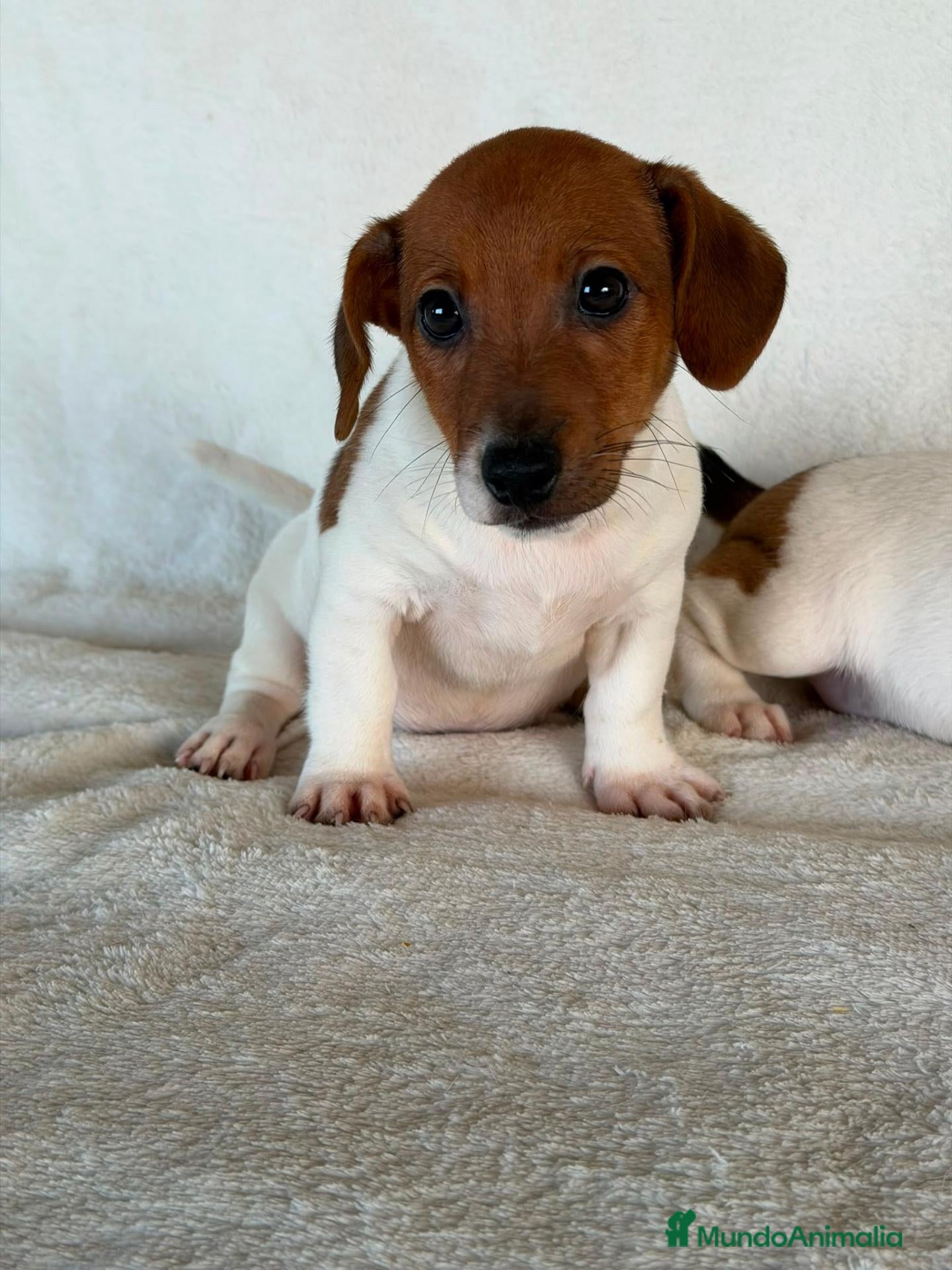 Jack Russell Terrier perros JACK RUSSELL  - Anuncio 2