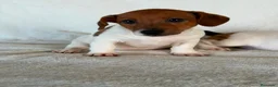 Jack Russell Terrier perros en venta: JACK RUSSELL  - Anuncio 1