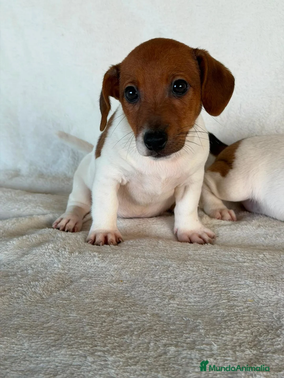 Jack Russell Terrier perros en venta: JACK RUSSELL  - Anuncio 1