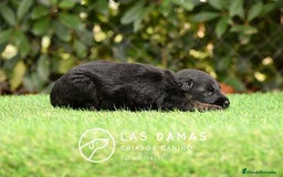 Pastor Alemán perros en venta: Hembra de pastor alemán  - Imagen 3