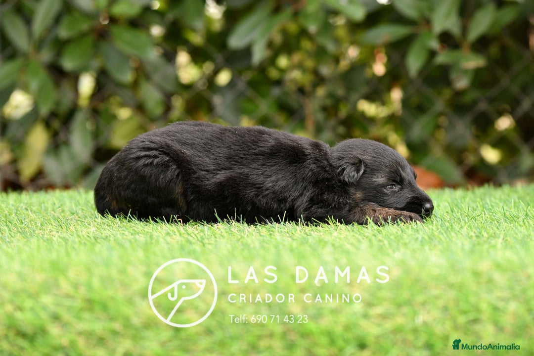 Pastor Alemán perros en venta: Hembra de pastor alemán  - Imagen 3
