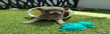 Chihuahua Cachorro 2