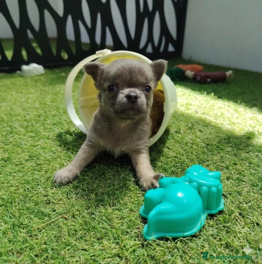 Chihuahua perros en venta: Chihuahua con pelos largo - Anuncio 3