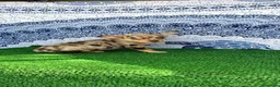 Chihuahua perros en venta: Chihuahua super Toy cabeza manzana Machos  - Anuncio 1