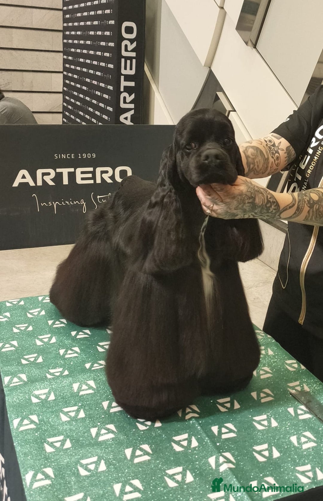 Cocker Spaniel Americano perros en venta: Cocker Americano de Carfi - Anuncio 2