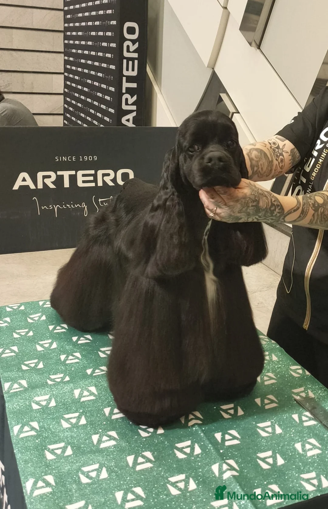 Cocker Spaniel Americano perros en venta: Cocker Americano de Carfi - Anuncio 2