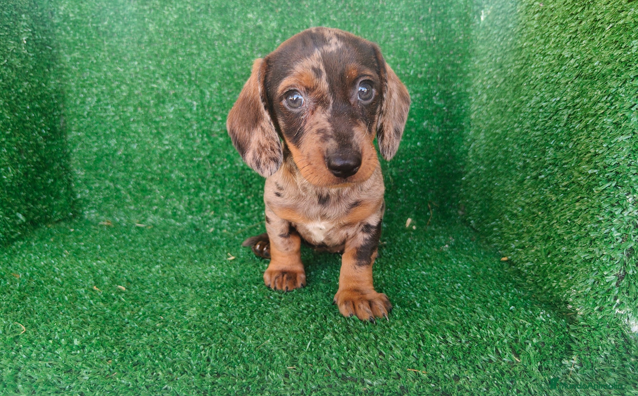 Teckel Miniatura perros en venta: Teckel miniatura  - Anuncio 16