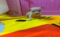 Ratón de Praga perros en venta: Ratón de Praga  - Imagen 13