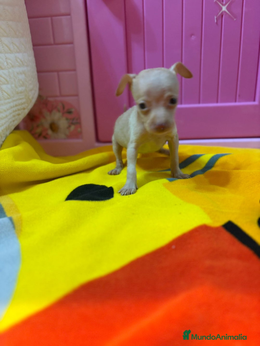 Ratón de Praga perros en venta: Ratón de Praga  - Imagen 13