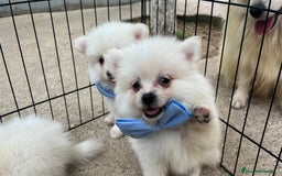 Pomerania perros en venta: Pomerania camada blanco  - Imagen 7