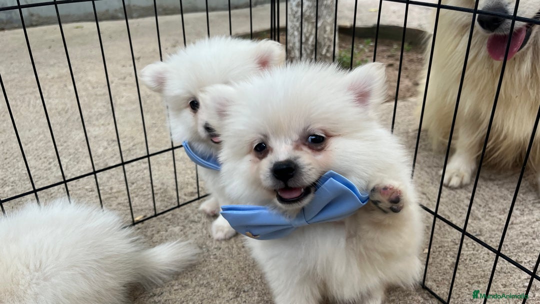 Pomerania perros en venta: Pomerania camada blanco  - Imagen 7