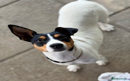 Ratonero Bodeguero Andaluz perros en venta:  Bodeguero andaluz   - Imagen 3