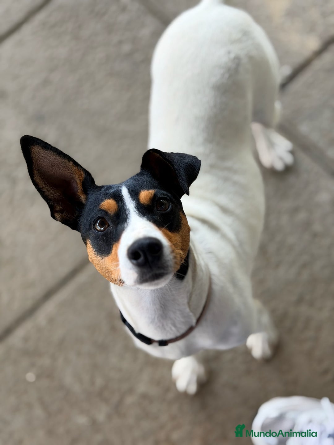 Ratonero Bodeguero Andaluz perros en venta:  Bodeguero andaluz   - Imagen 3