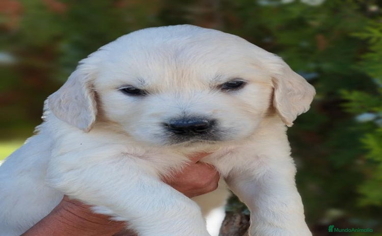 Golden Retriever perros - Propaganda 1