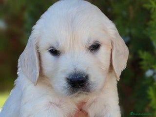 Golden Retriever perros - Anuncio 11