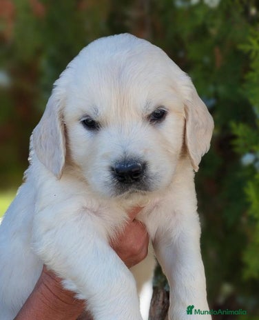 Golden Retriever perros - Anuncio 1
