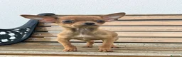 Chihuahua perros en venta: Chihuahua miniatura  - Anuncio 3