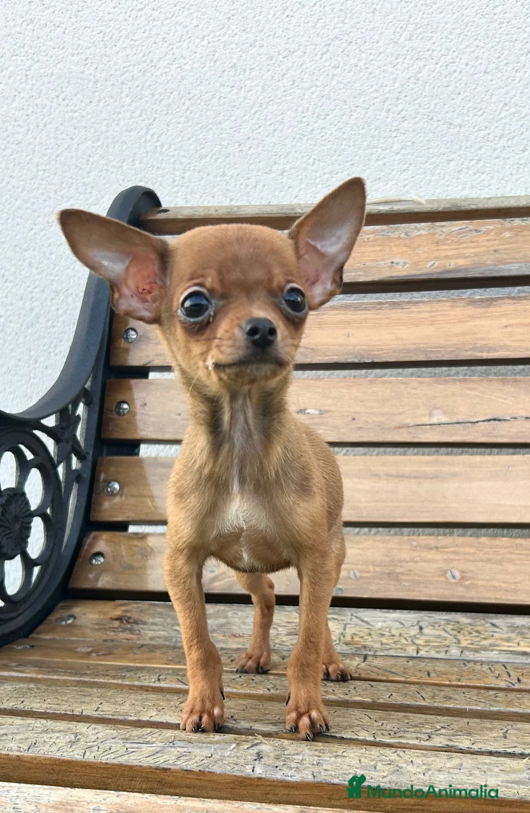 Chihuahua perros en venta: Chihuahua miniatura  - Anuncio 3