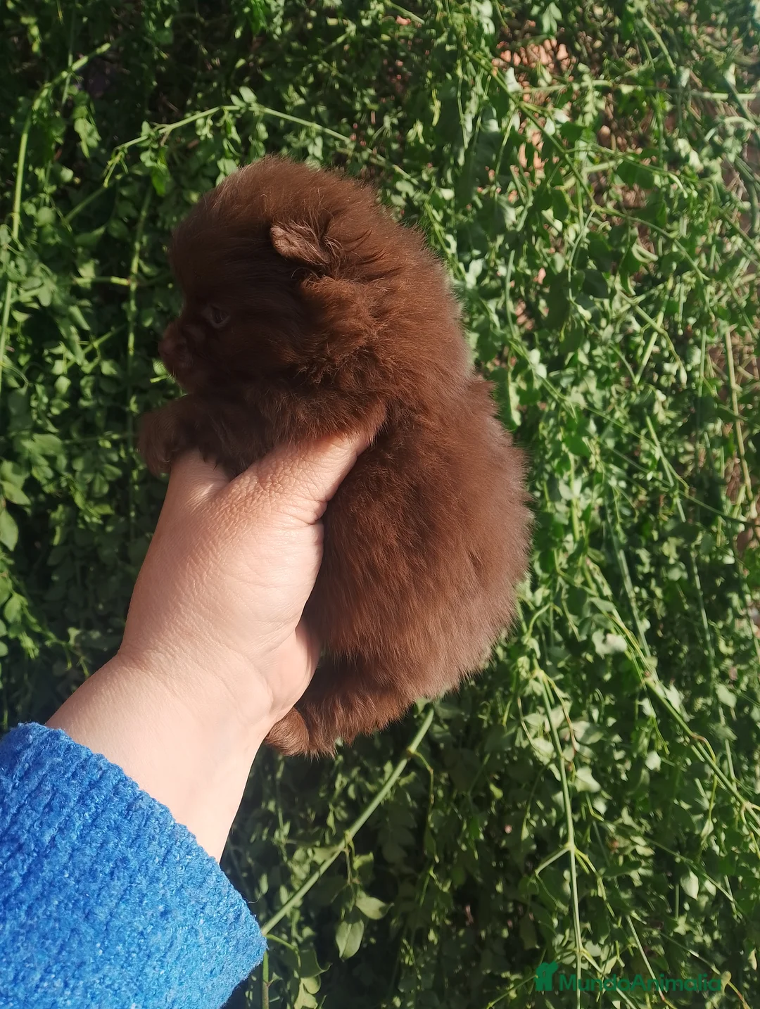 Pomerania perros en venta: Pomerania (pomchi) - Anuncio 7