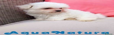 Bichón Maltés 