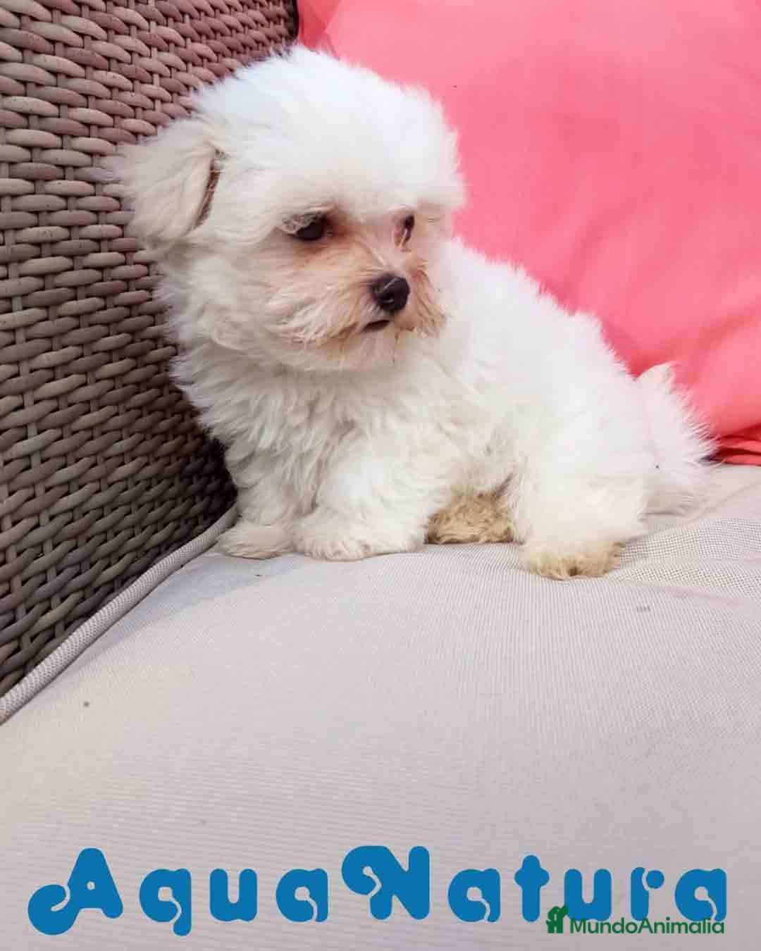 Bichón Maltés perros en venta: Bichon Maltes Macho de Malita AQUANATURA - Imagen 1