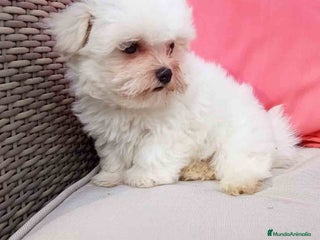 Bichón Maltés perros - Anuncio 2