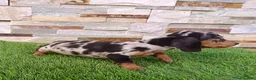 Teckel Miniatura perros en venta: Cachorro de Teckel Arlequin  - Anuncio 3