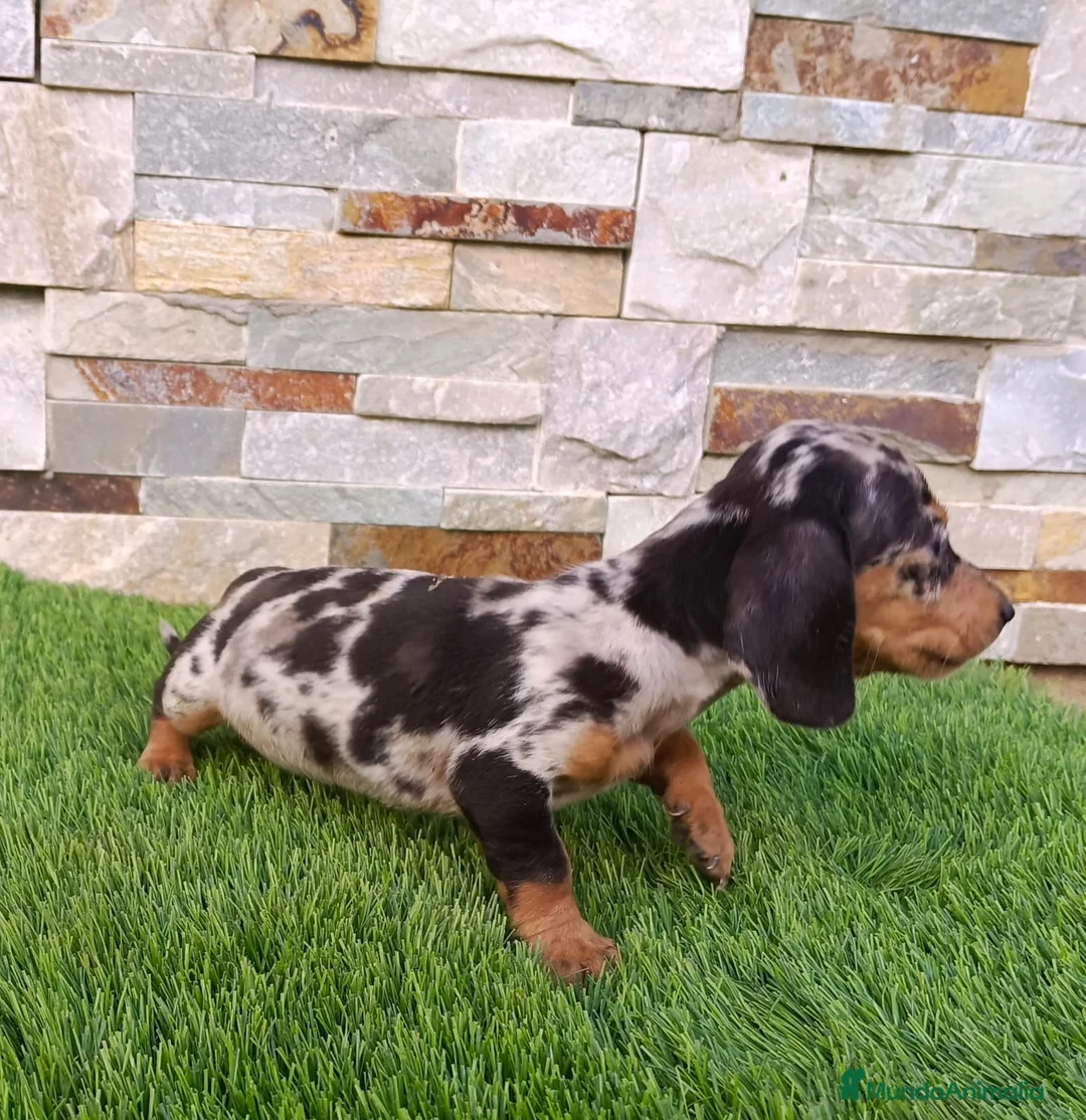 Teckel Miniatura perros en venta: Cachorro de Teckel Arlequin  - Anuncio 3
