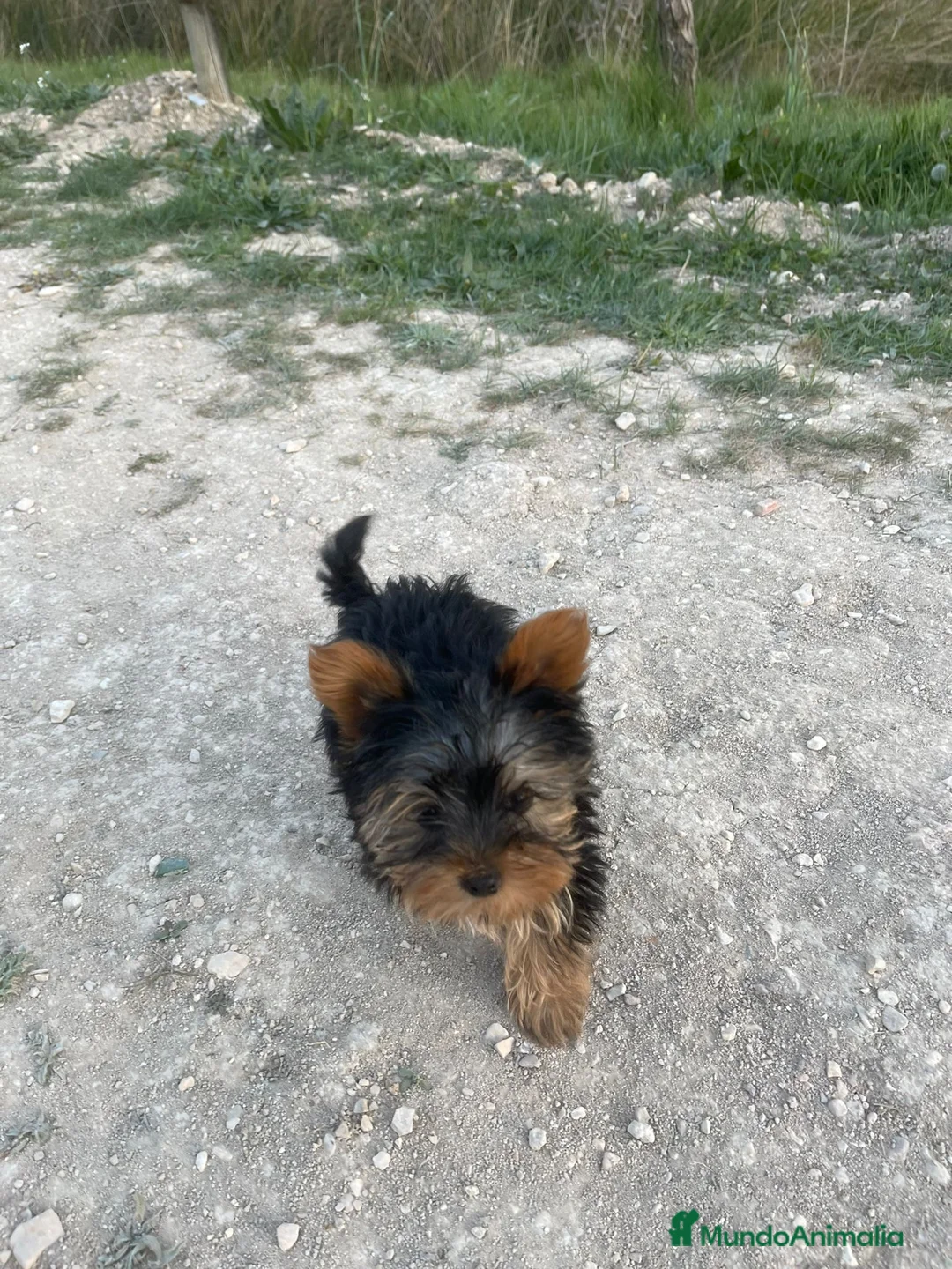 Yorkshire Terrier perros en venta: Yorkshire miniatura en Badajoz - Anuncio 1