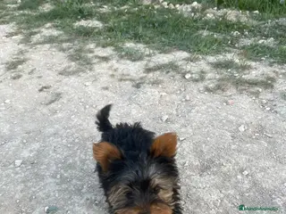 Yorkshire Terrier perros Yorkshire miniatura en Badajoz - Anuncio 2