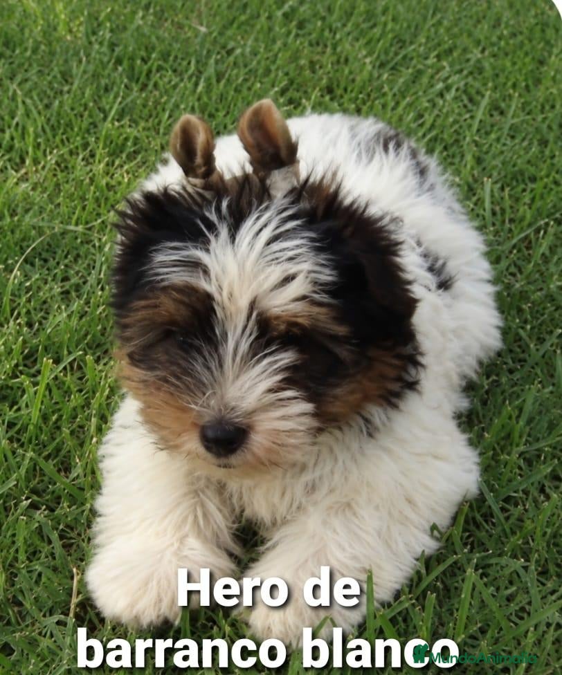Biewer Yorkshire Terrier a la Pom Pon perros Biewer con pedigree de la mejor calidad - Anuncio 4