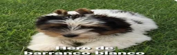 Biewer Yorkshire Terrier a la Pom Pon perros en venta: Biewer con pedigree de la mejor calidad - Anuncio 1