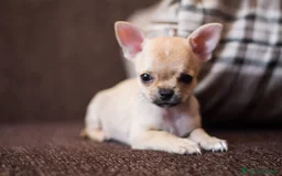 Chihuahua perros en venta: chihuahuas cachorros  - Imagen 5