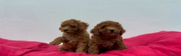 Caniche Toy perros en venta: Caniche toy - Anuncio 3