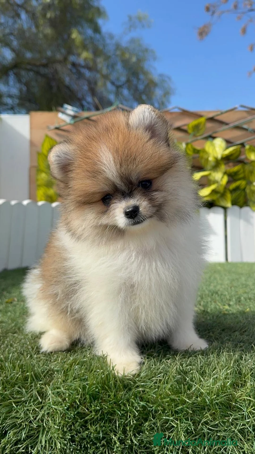 Pomerania perros en venta: POMERANIA HEMBRA - Anuncio 6