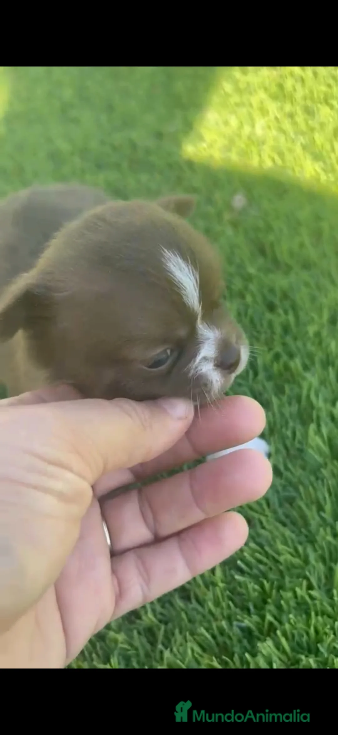 Chihuahua perros en venta: Chihuahua Toy chocolate macho  - Anuncio 2