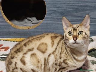 Bengalí gatos Bengalí Macho Snow Mink - Anuncio 3