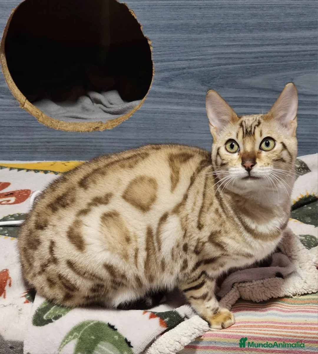 Bengalí gatos en venta: Bengalí Macho Snow Mink - Anuncio 1