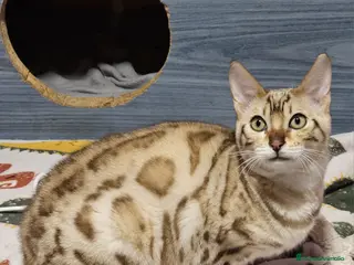 Bengalí gatos Bengalí Macho Snow Mink - Anuncio 4