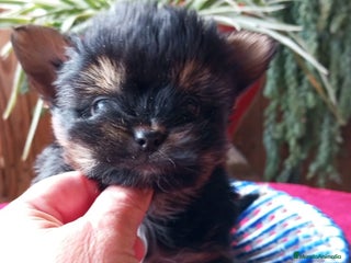 Biewer Yorkshire Terrier a la Pom Pon perros Cachorros Yorkshire y Biewer - Anuncio 28