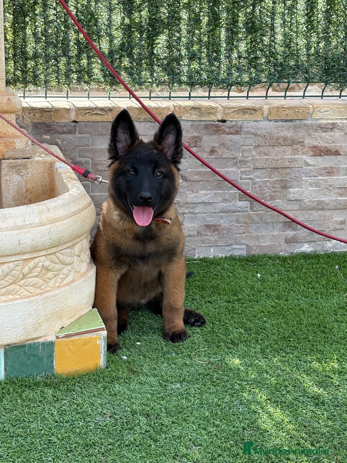 Pastor Belga Malinois perros Cachorra malinois máxima calidad  - Anuncio 1