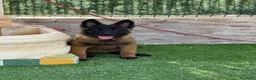 Pastor Belga Malinois perros en venta: Cachorra malinois máxima calidad  - Anuncio 1