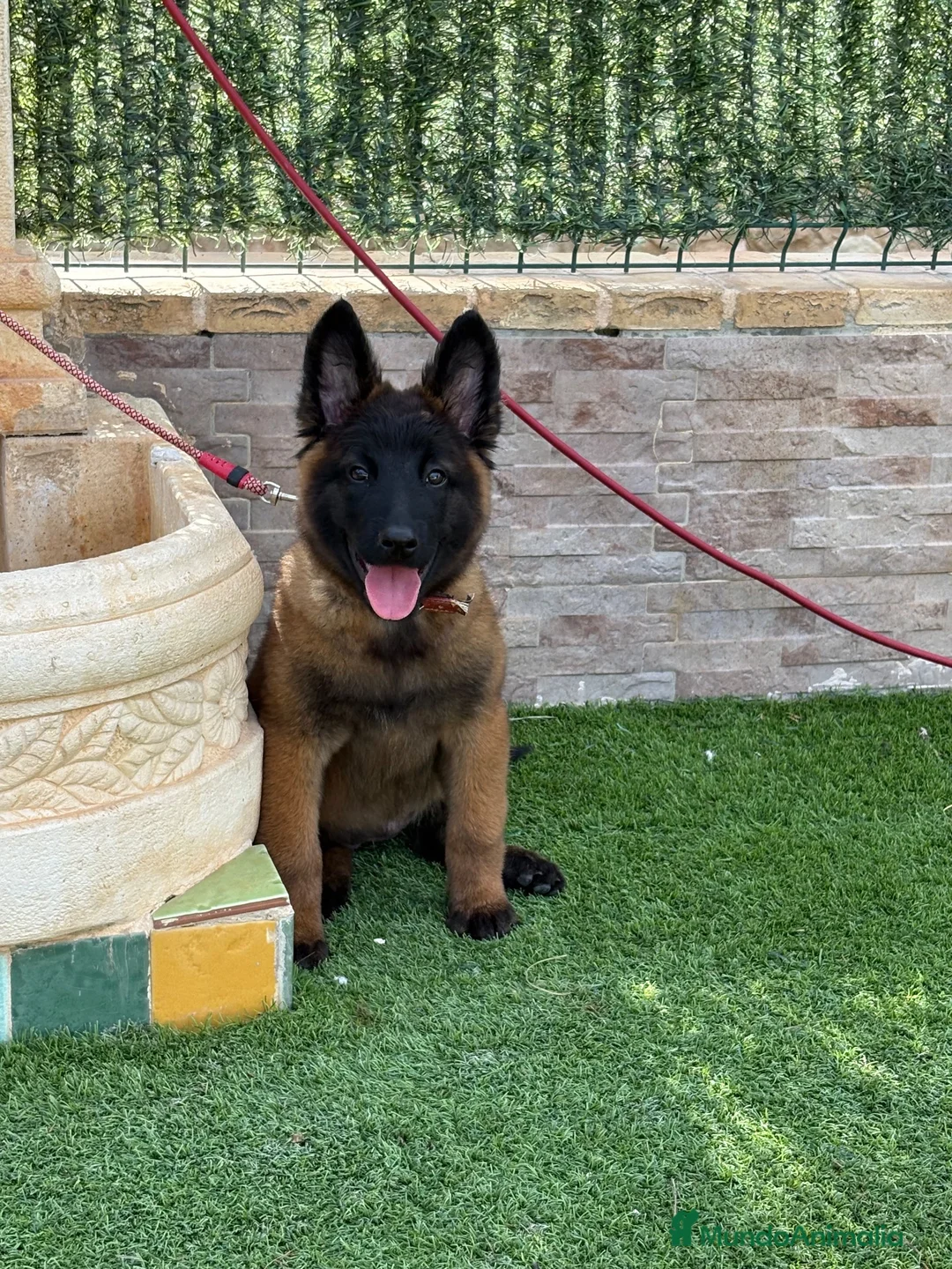 Pastor Belga Malinois perros en venta: Cachorra malinois máxima calidad  - Anuncio 1