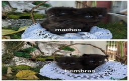 Persa gatos en venta: Gatitos persas  - Imagen 1